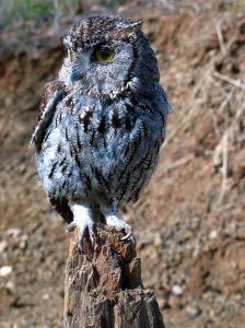 Western Screech Owl