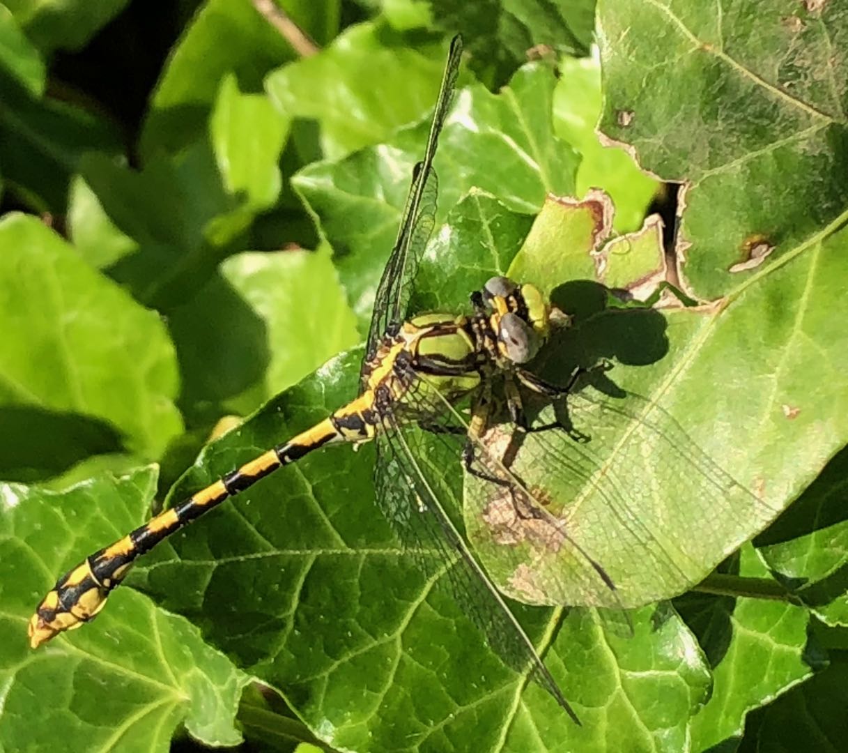 6042_Ophiogomphus_occidentis_SinuousSnaketail_GabrielPk_3Jun19-crop