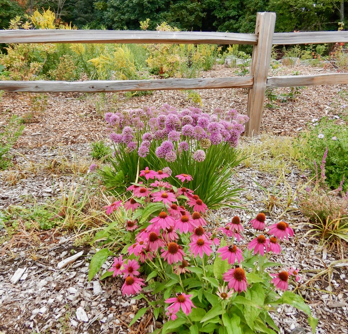 8122_GabrielParkNaturePatch_10Aug19-crop