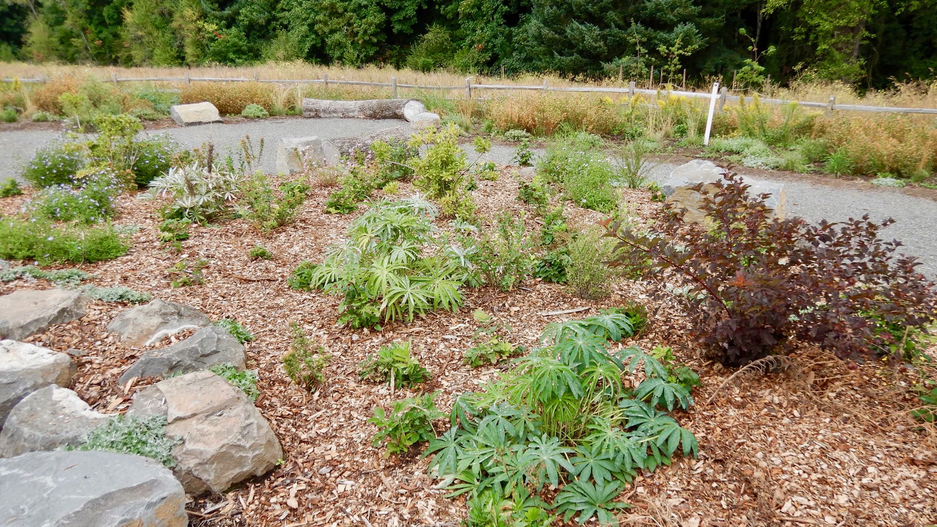 8129_GabrielParkNaturePatch_10Aug19-crop