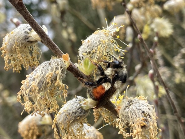 bumble_bee_by_nathan_ schulte