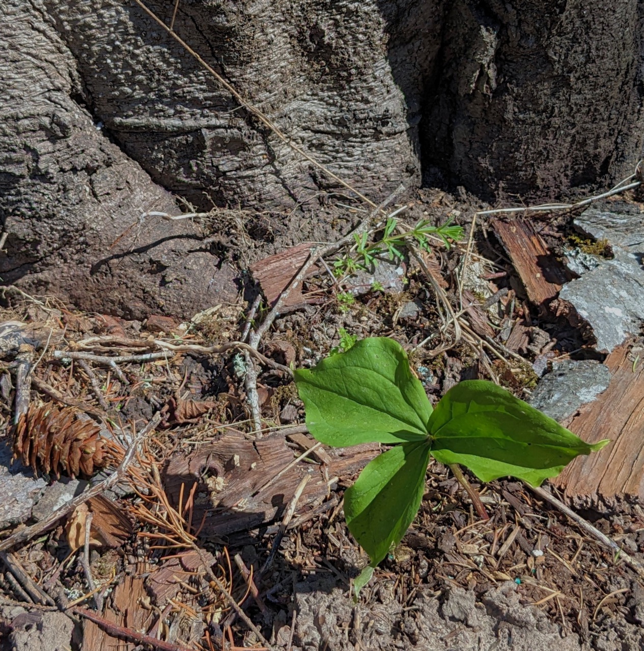 PXL_20230429_184137973 cc